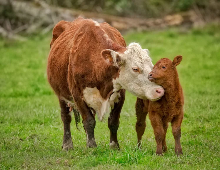 cows :3333333